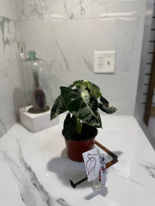 Alocasia Frydek Albo Variegated #06