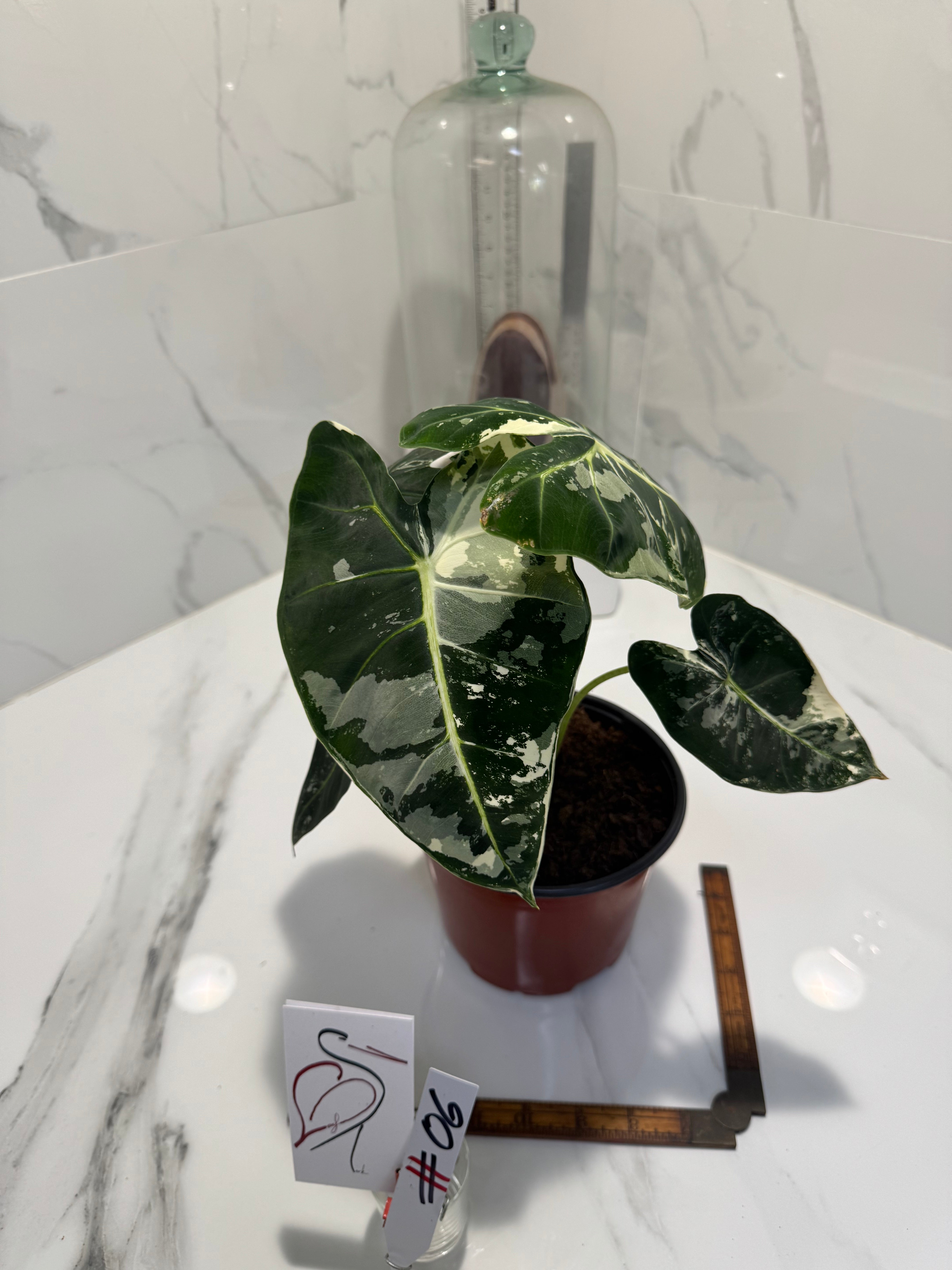 Alocasia Frydek Albo Variegated #06