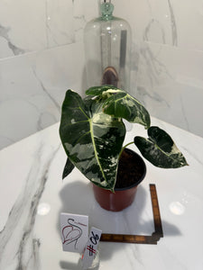 Alocasia Frydek Albo Variegated #06