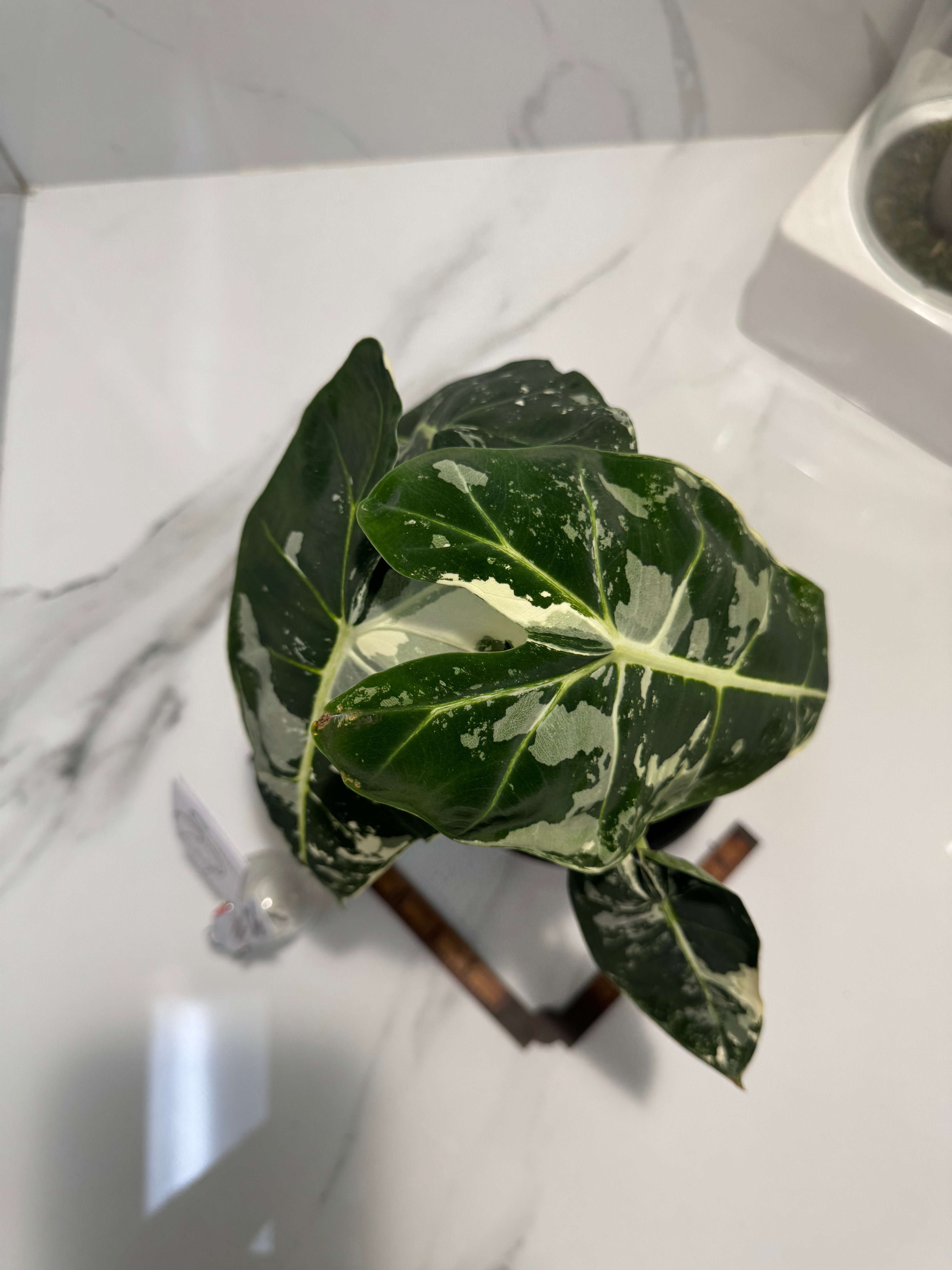 Alocasia Frydek Albo Variegated #06