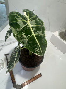 Alocasia Frydek Albo Variegated #06