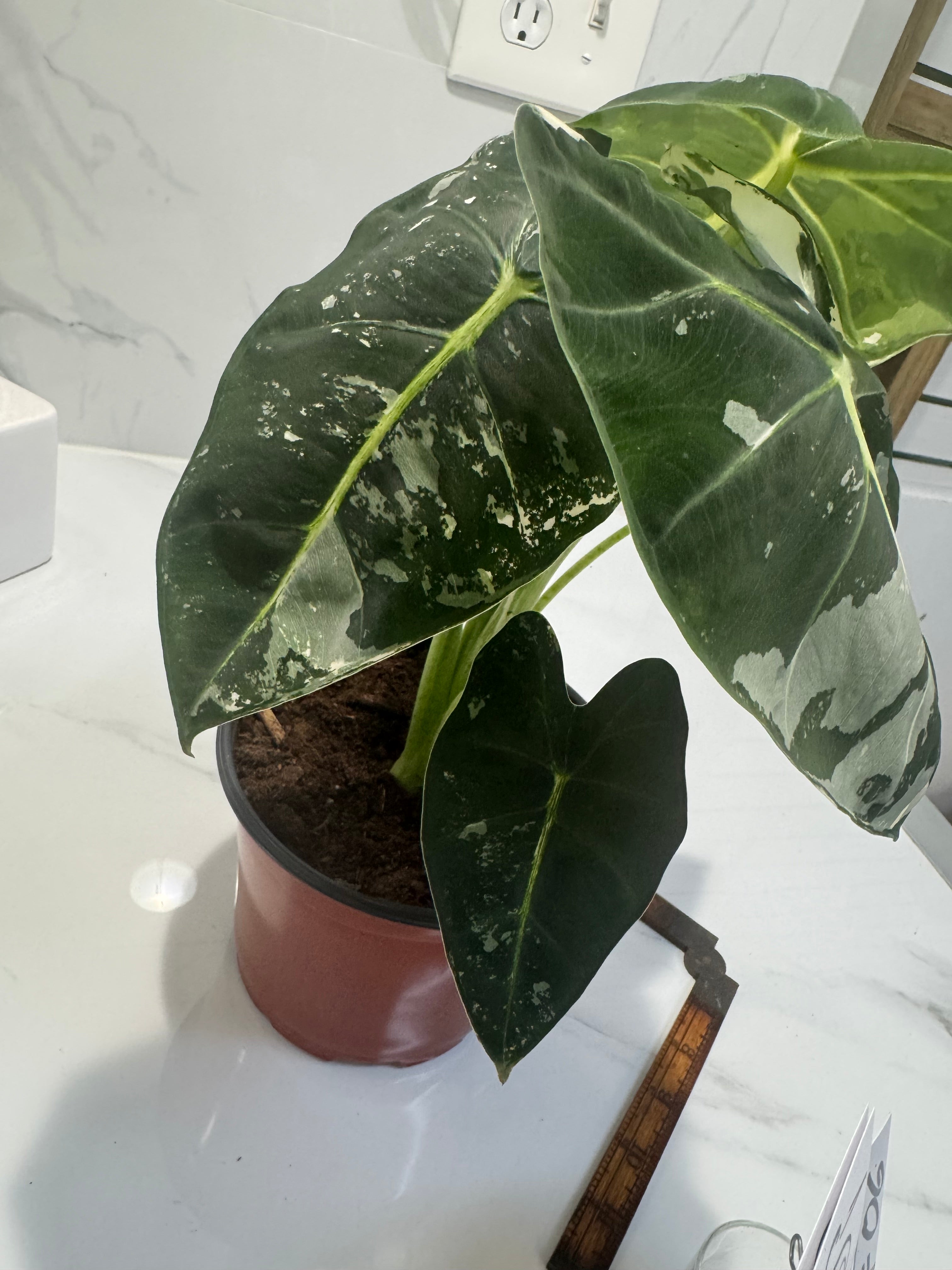 Alocasia Frydek Albo Variegated #06