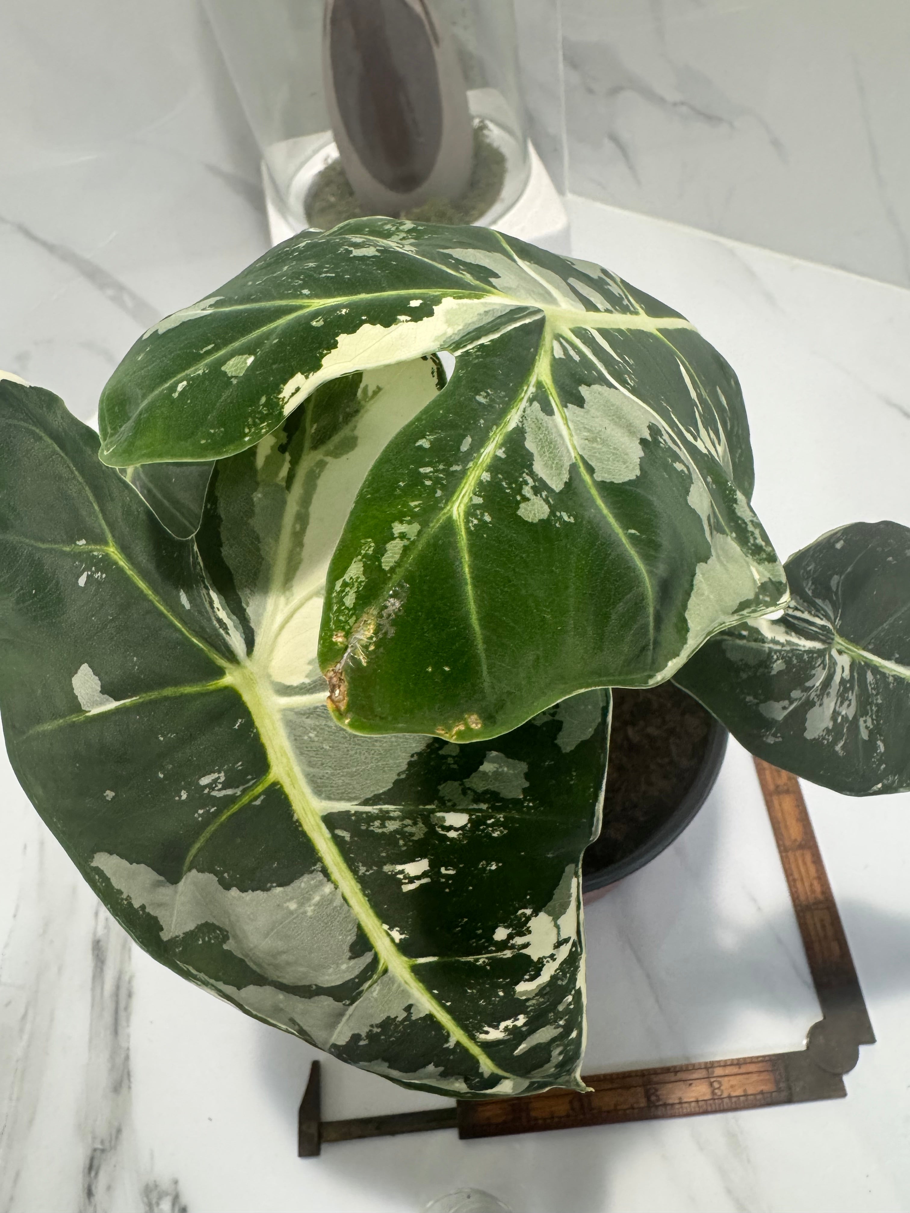 Alocasia Frydek Albo Variegated #06