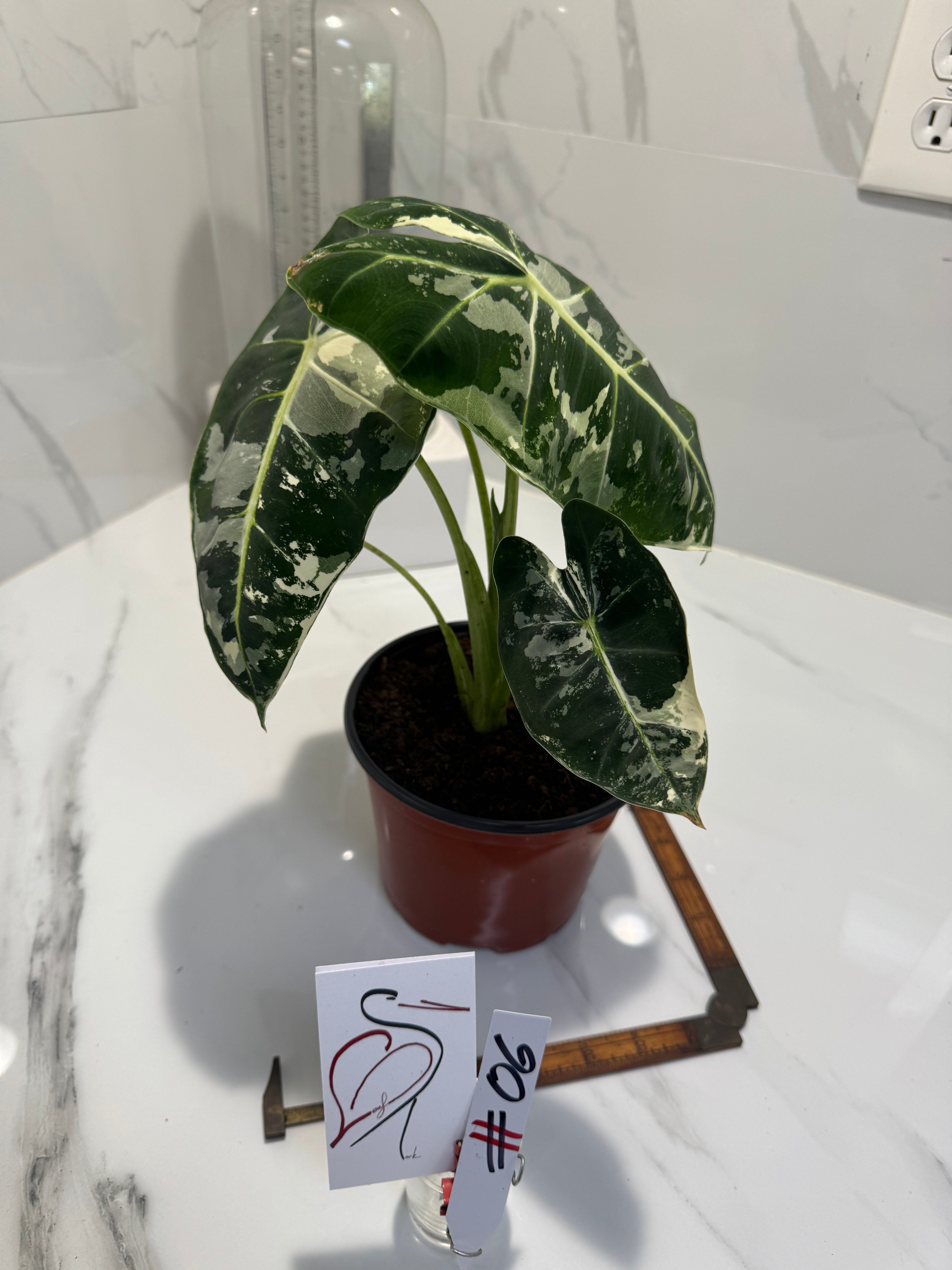 Alocasia Frydek Albo Variegated #06