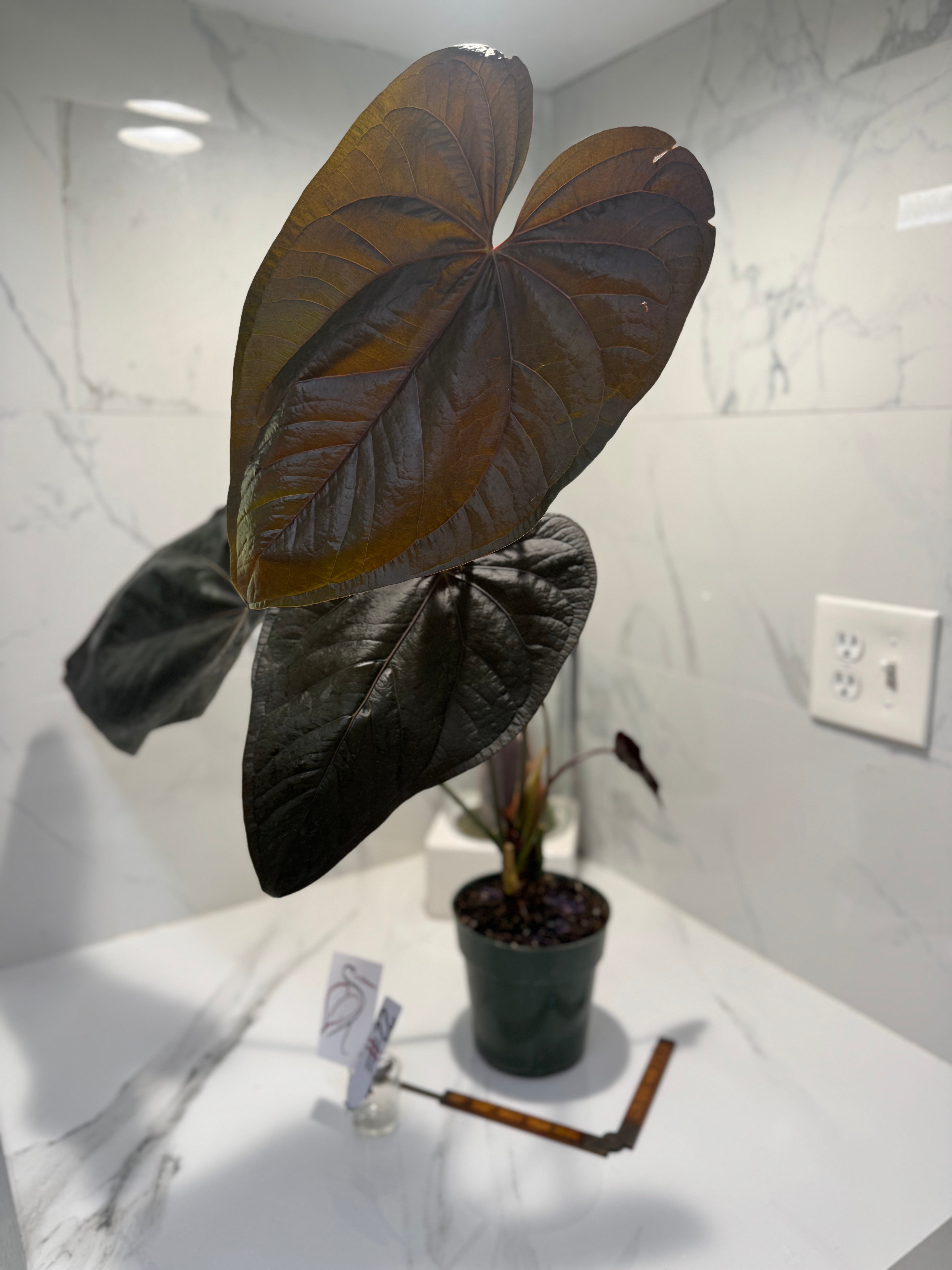 Anthurium Queen of Hearts #22