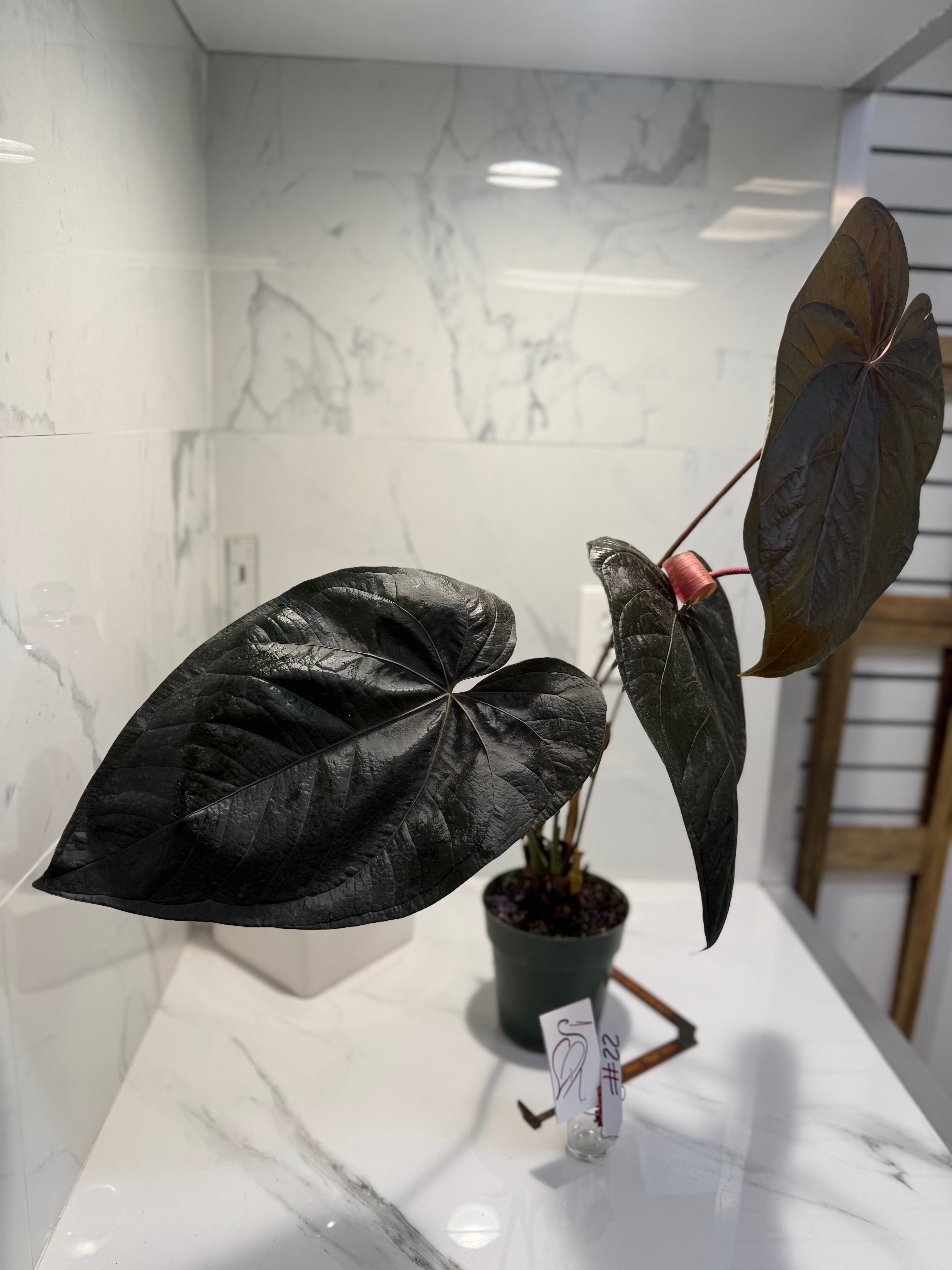 Anthurium Queen of Hearts #22