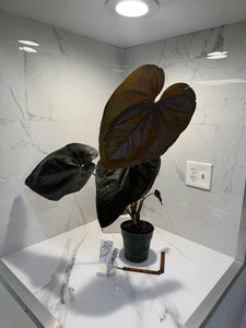 Anthurium Queen of Hearts #22