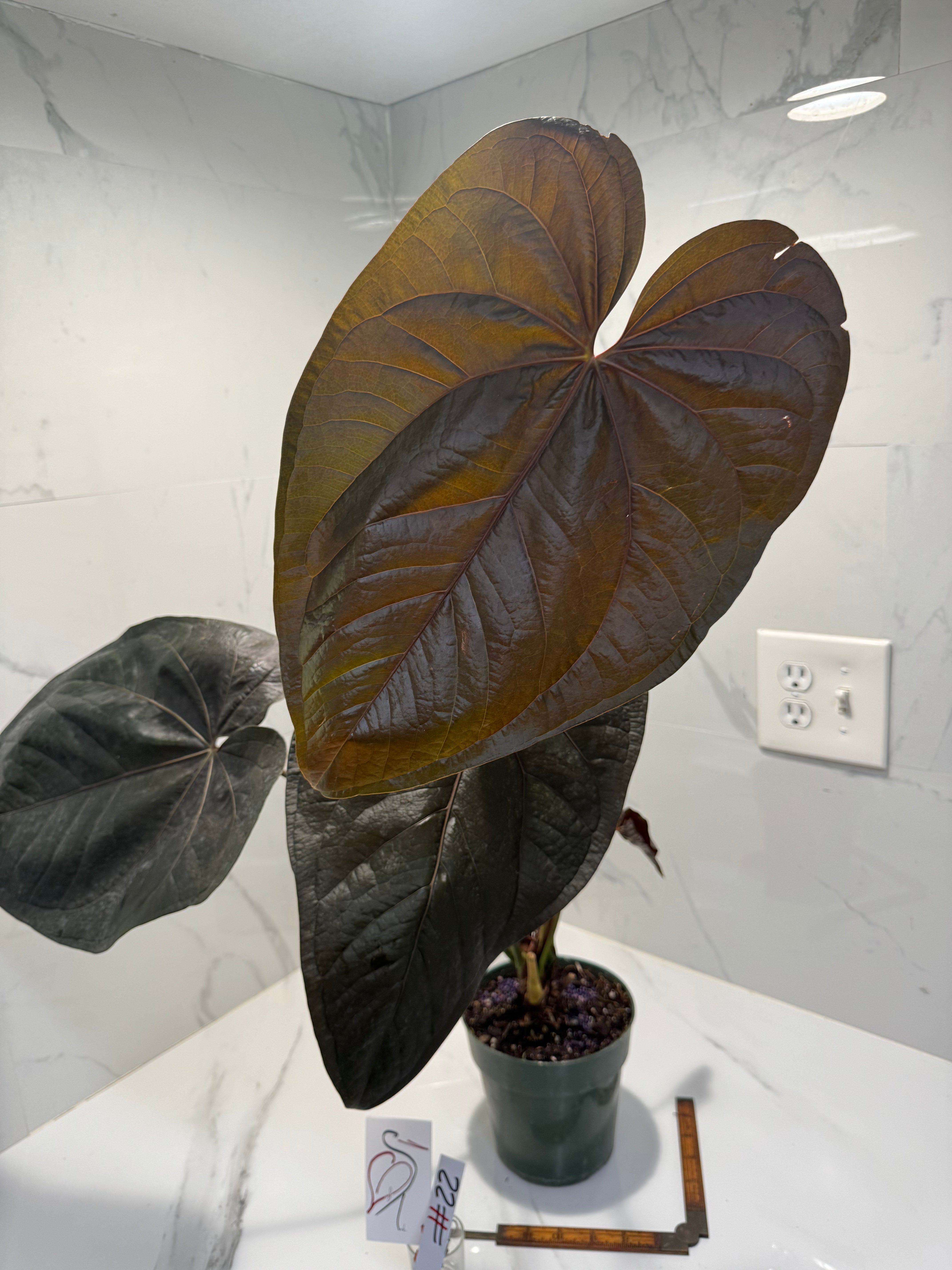 Anthurium Queen of Hearts #22