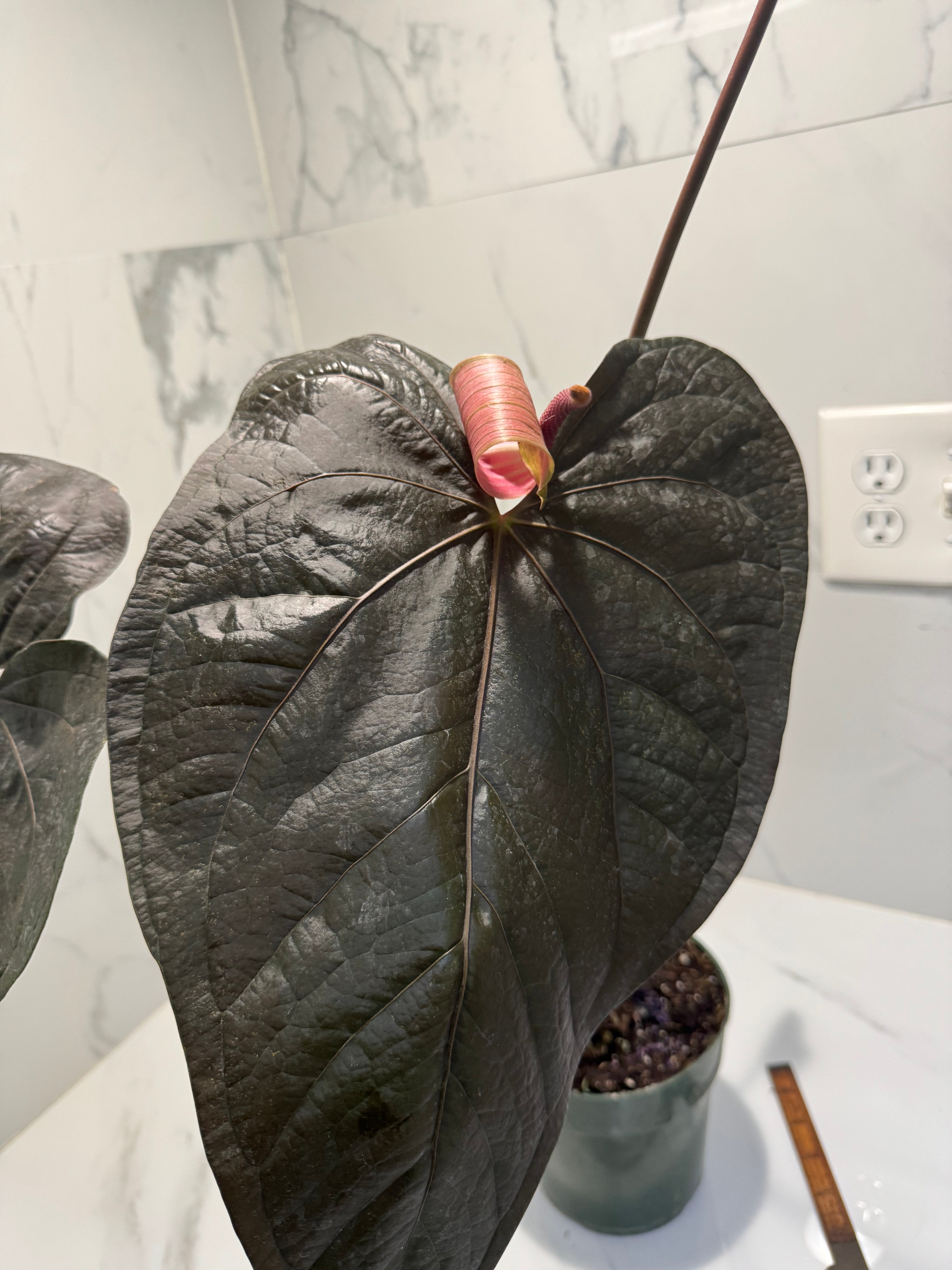 Anthurium Queen of Hearts #22