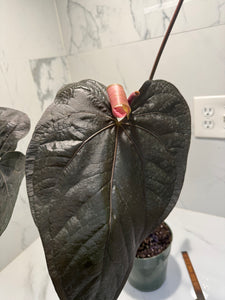 Anthurium Queen of Hearts #22