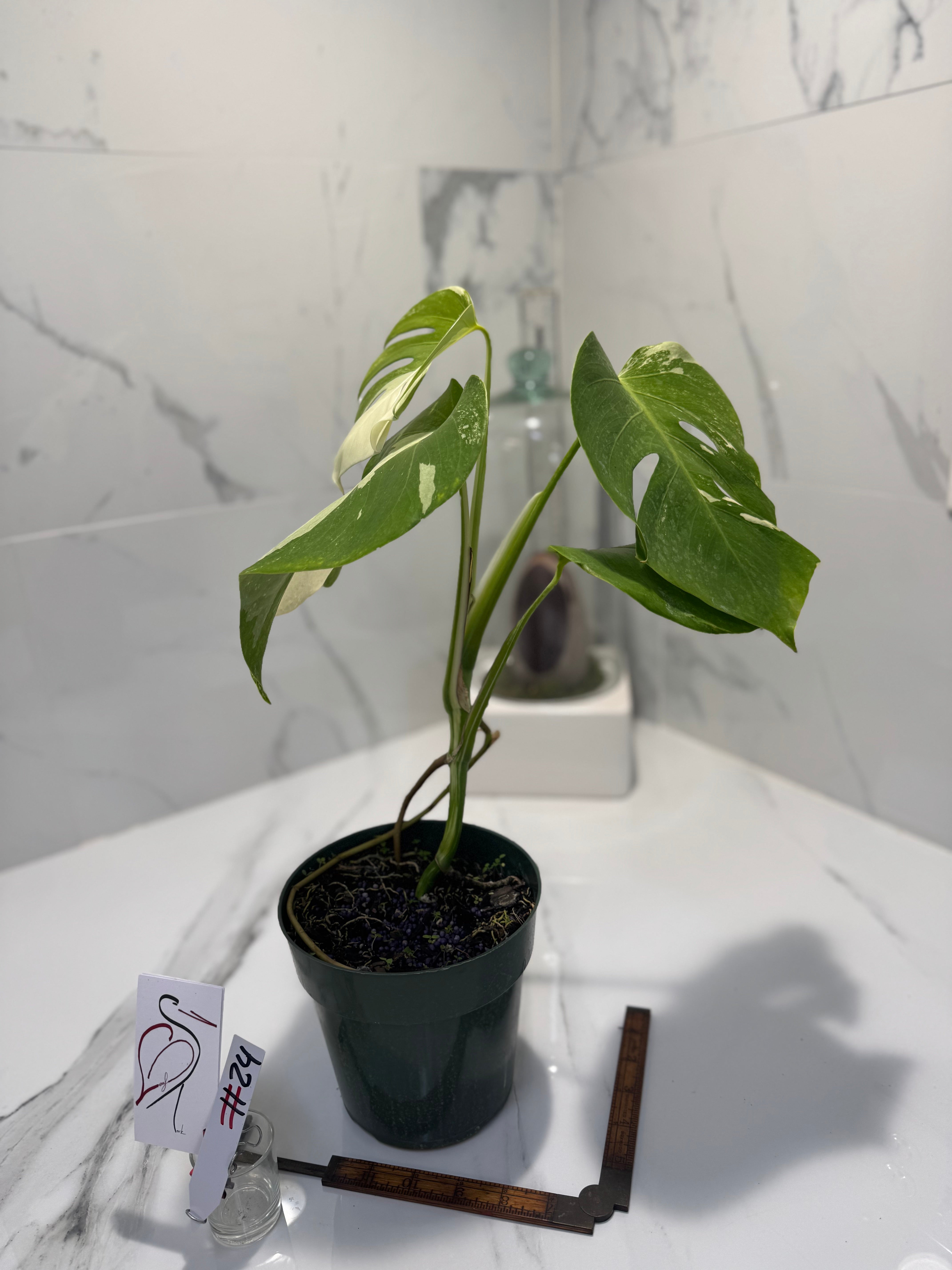 Monstera borsigiana albo-variegata #35
