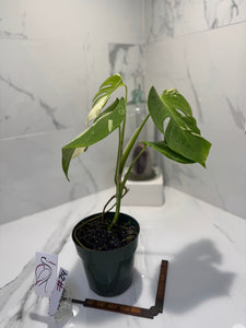 Monstera borsigiana albo-variegata #35