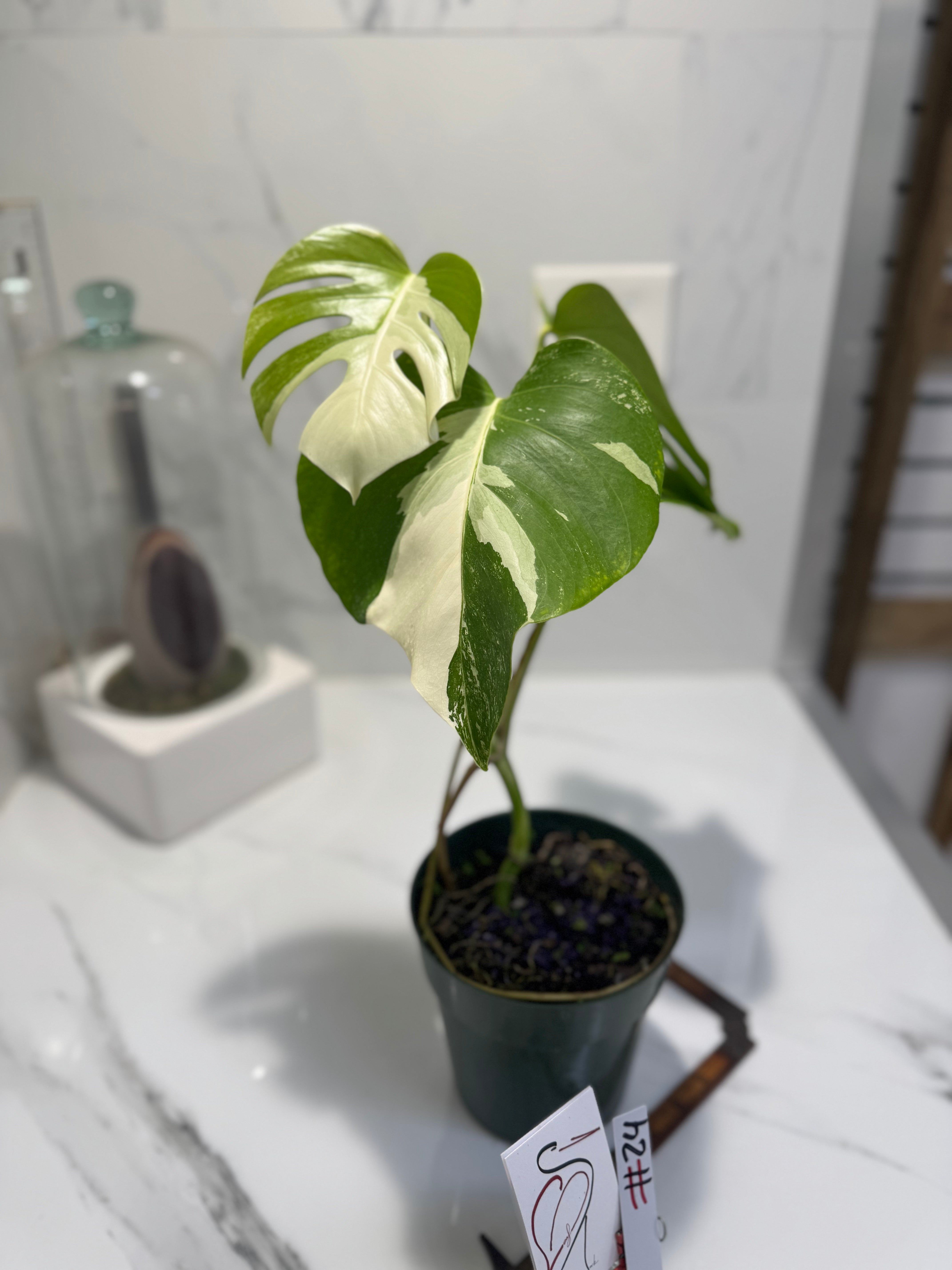 Monstera borsigiana albo-variegata #35
