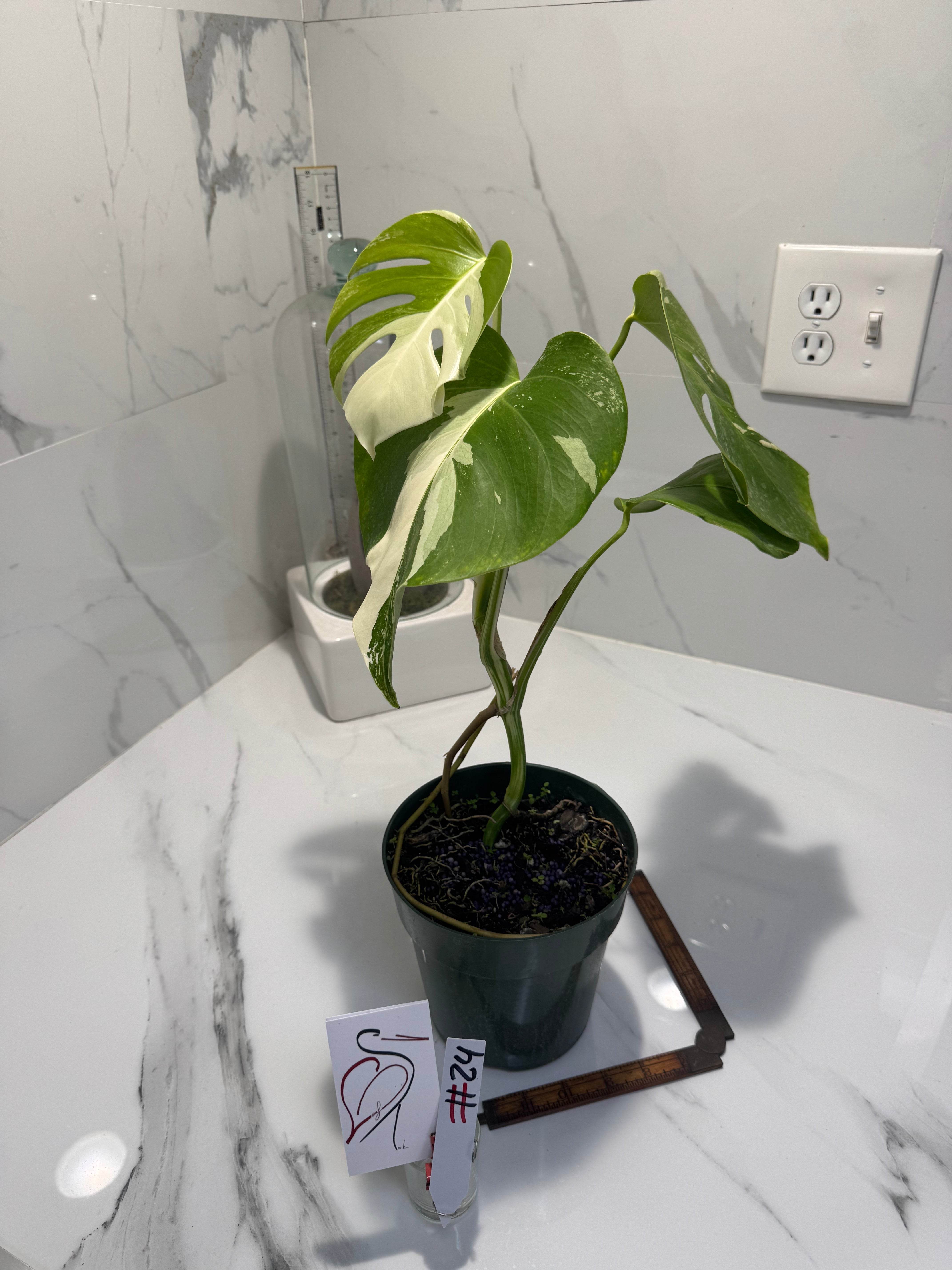 Monstera borsigiana albo-variegata #35