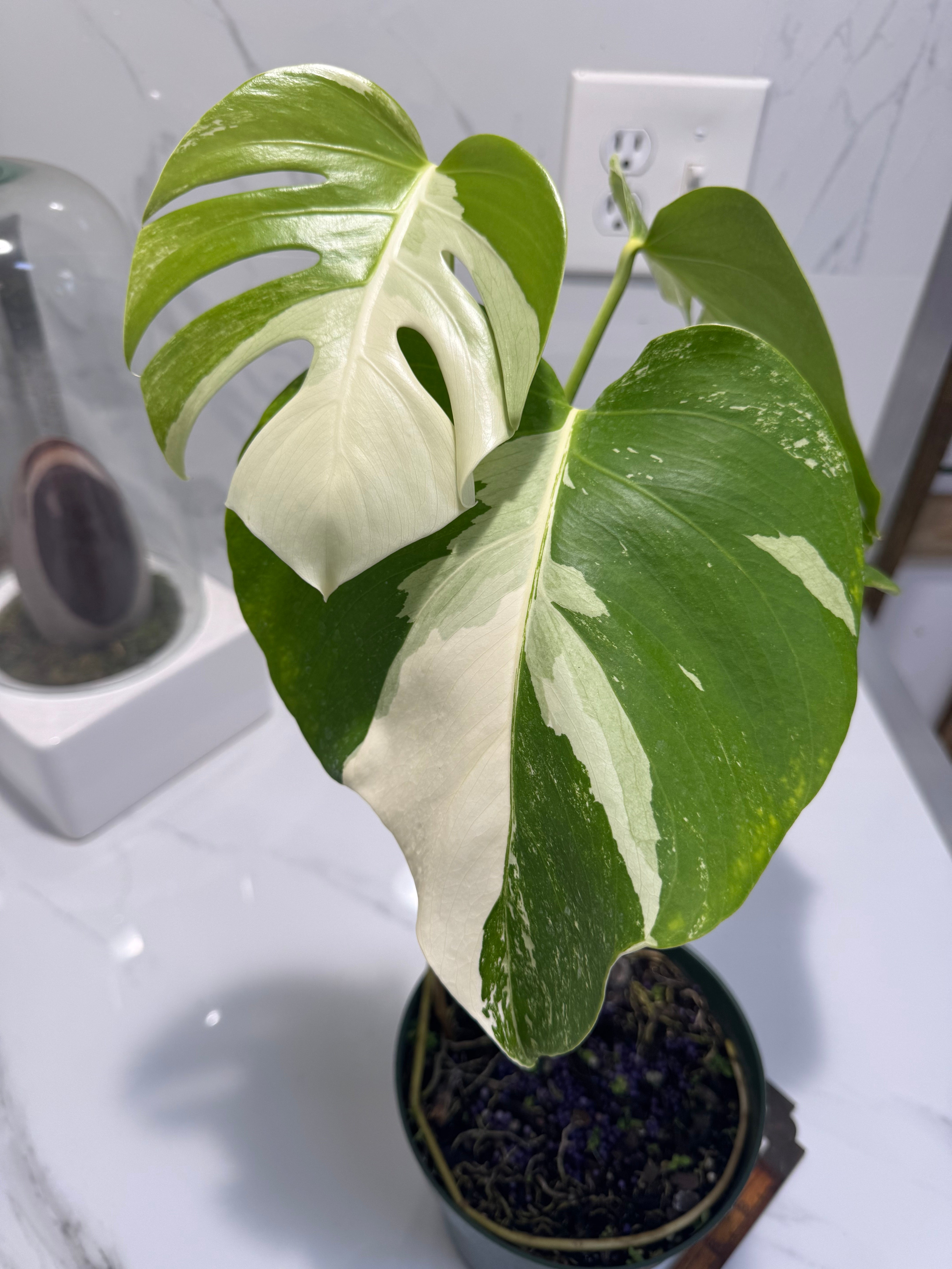 Monstera borsigiana albo-variegata #35