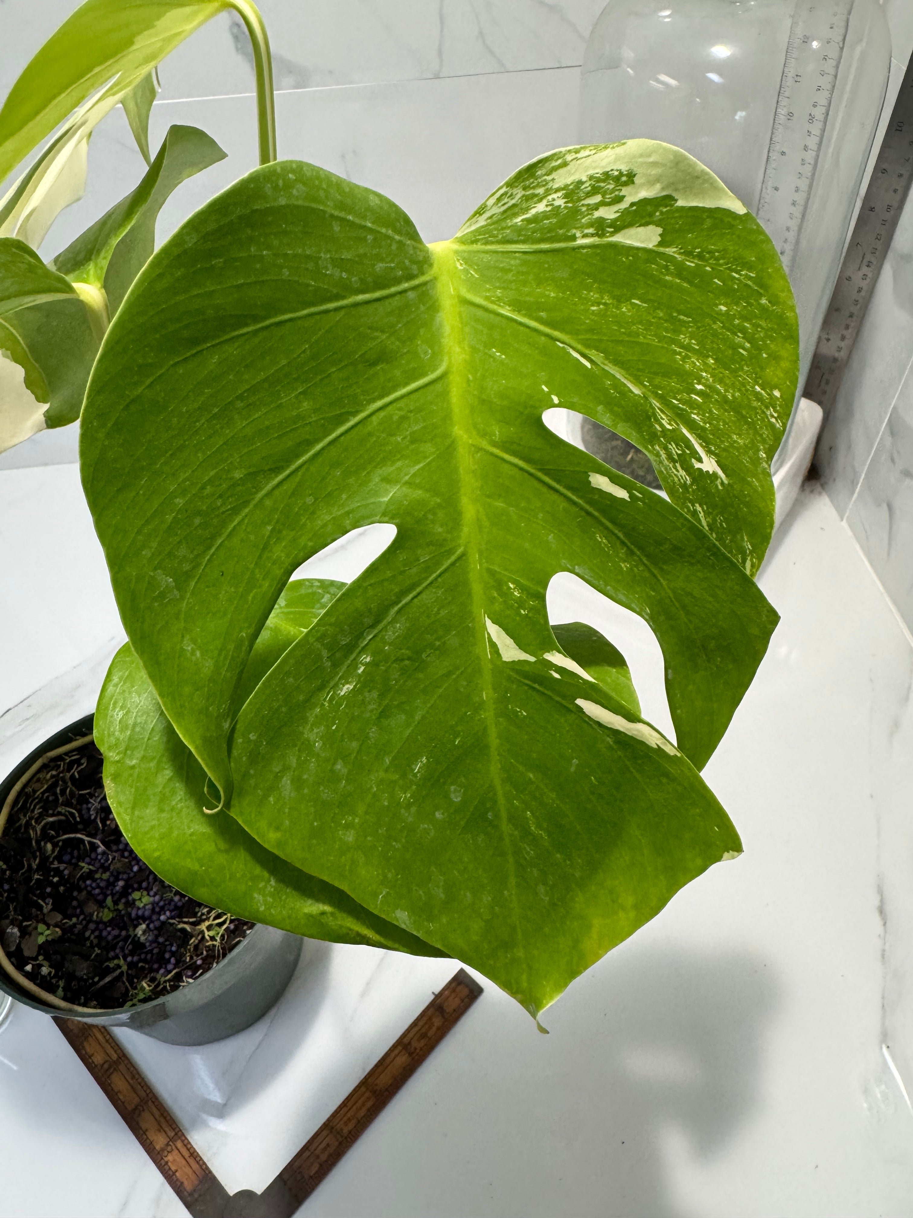 Monstera borsigiana albo-variegata #35