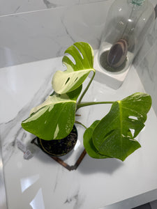 Monstera borsigiana albo-variegata #35