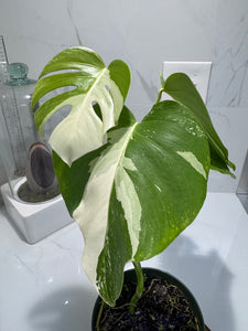 Monstera borsigiana albo-variegata #35