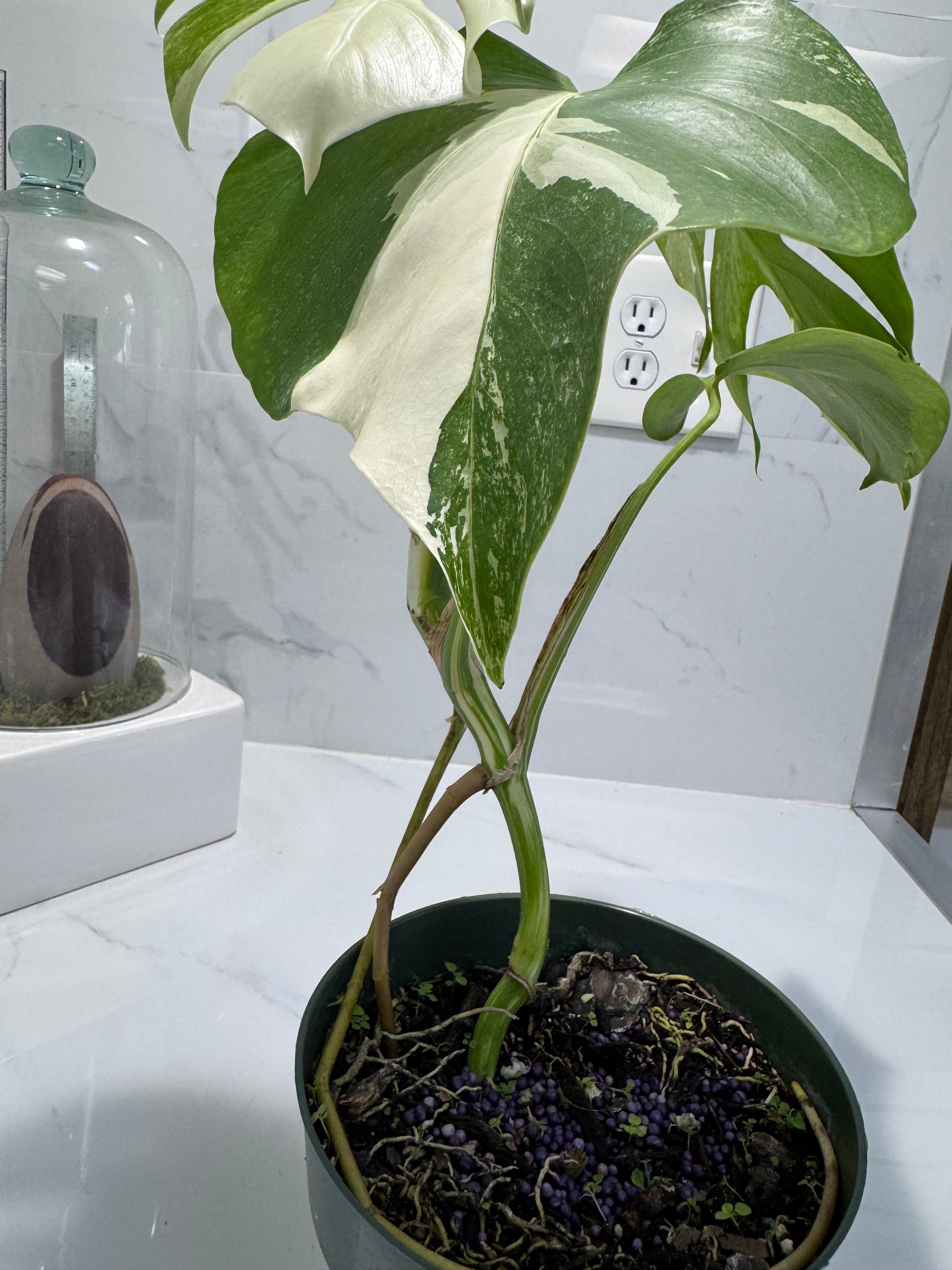 Monstera borsigiana albo-variegata #35