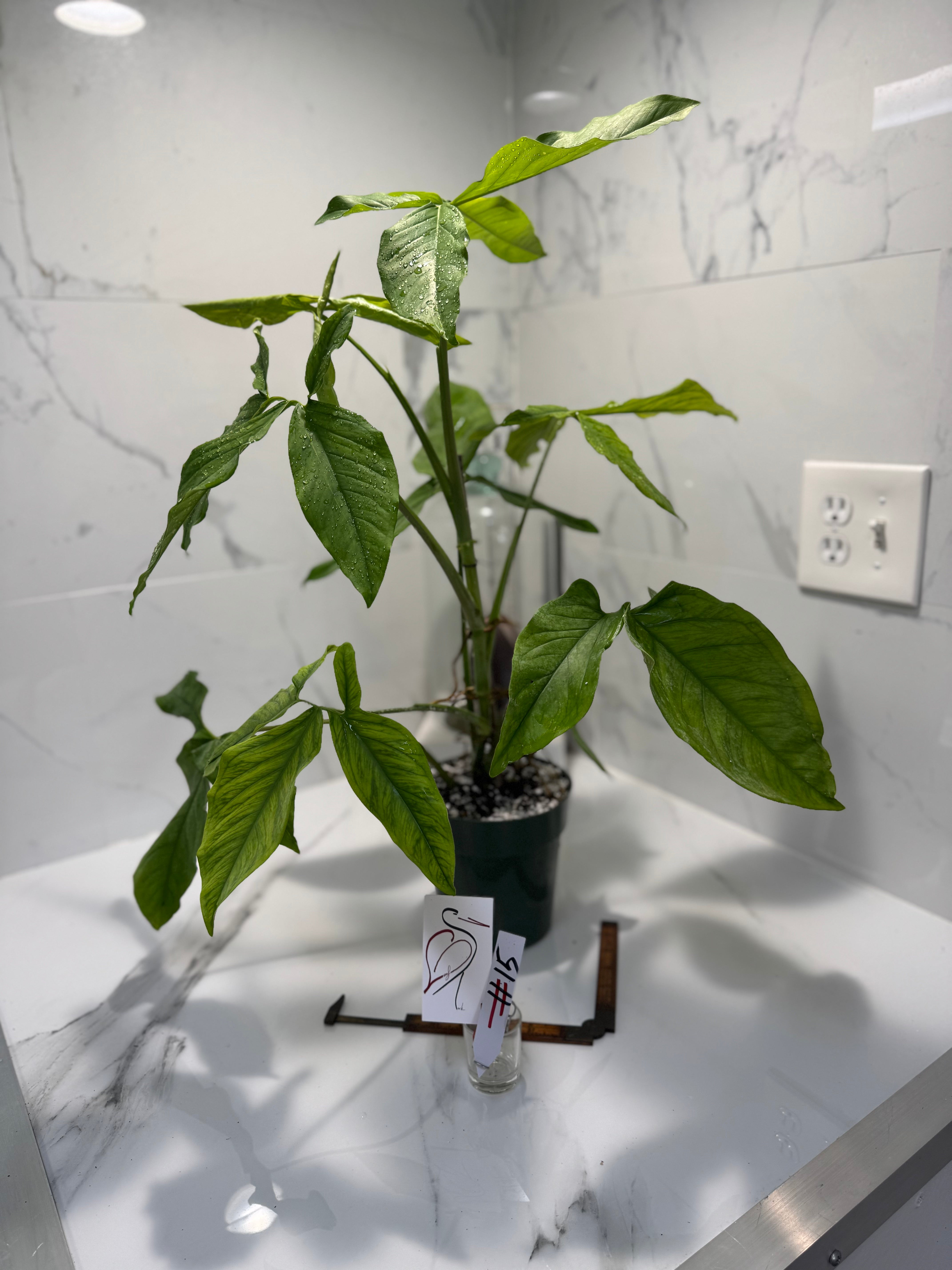 Syngonium Auritum #15
