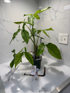 Syngonium Auritum #15