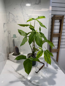 Syngonium Auritum #15
