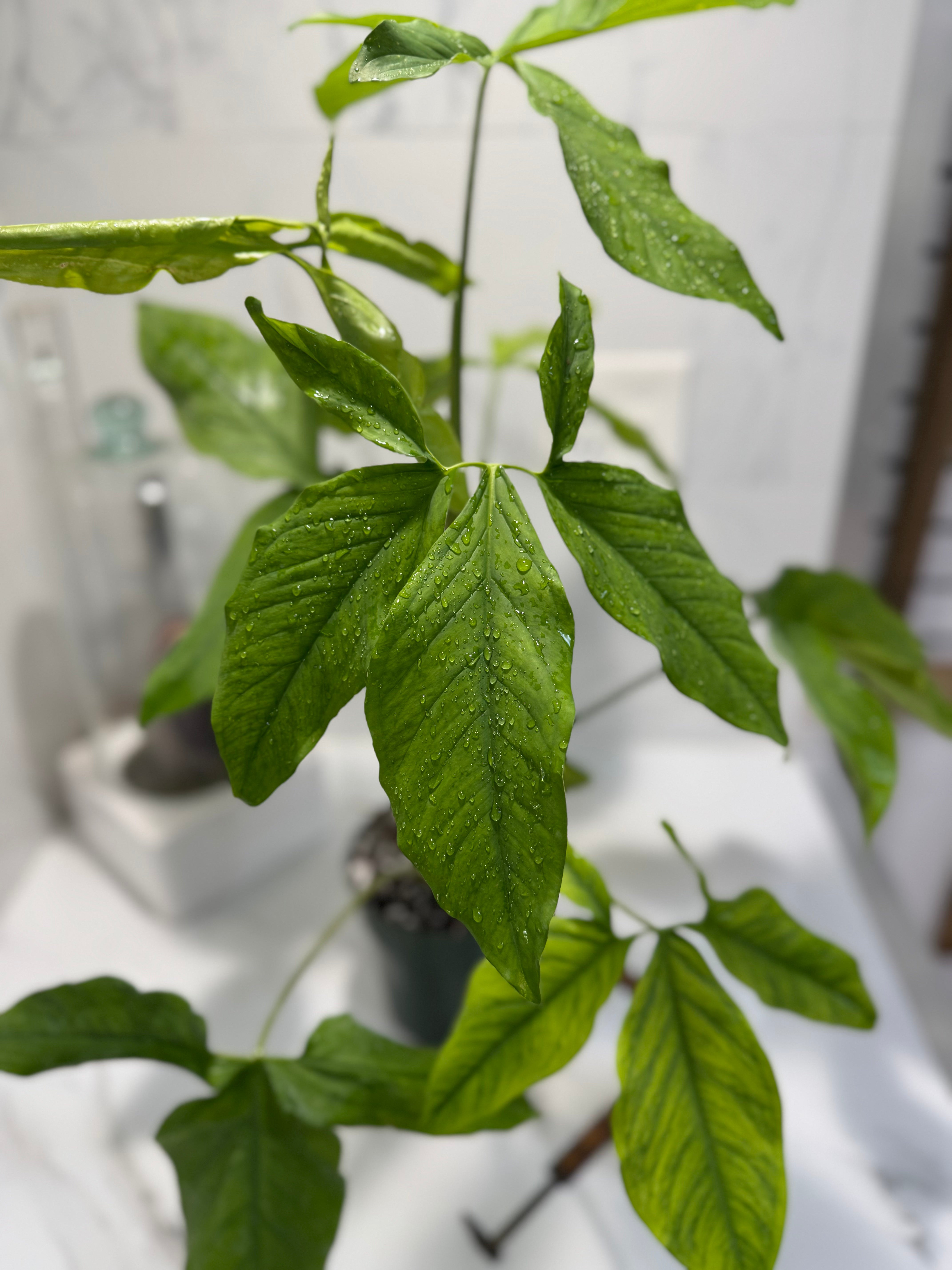 Syngonium Auritum #15