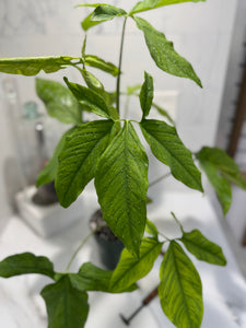 Syngonium Auritum #15