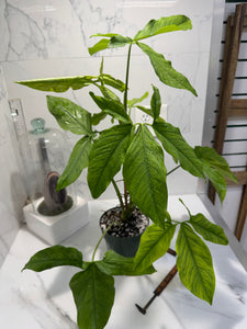 Syngonium Auritum #15