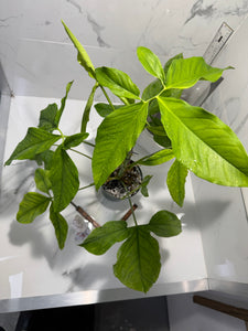 Syngonium Auritum #15