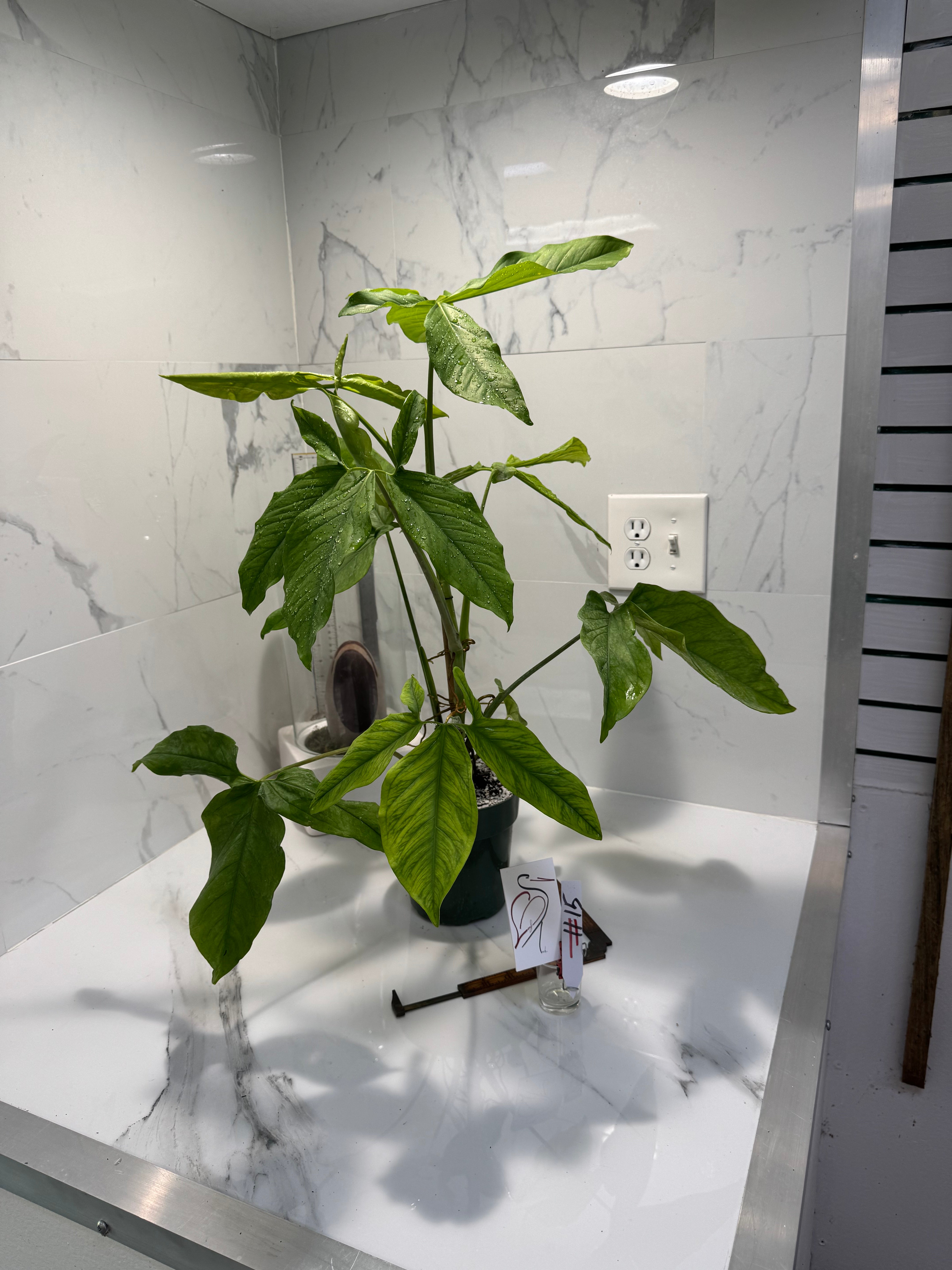 Syngonium Auritum #15