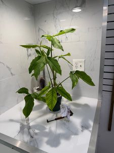 Syngonium Auritum #15