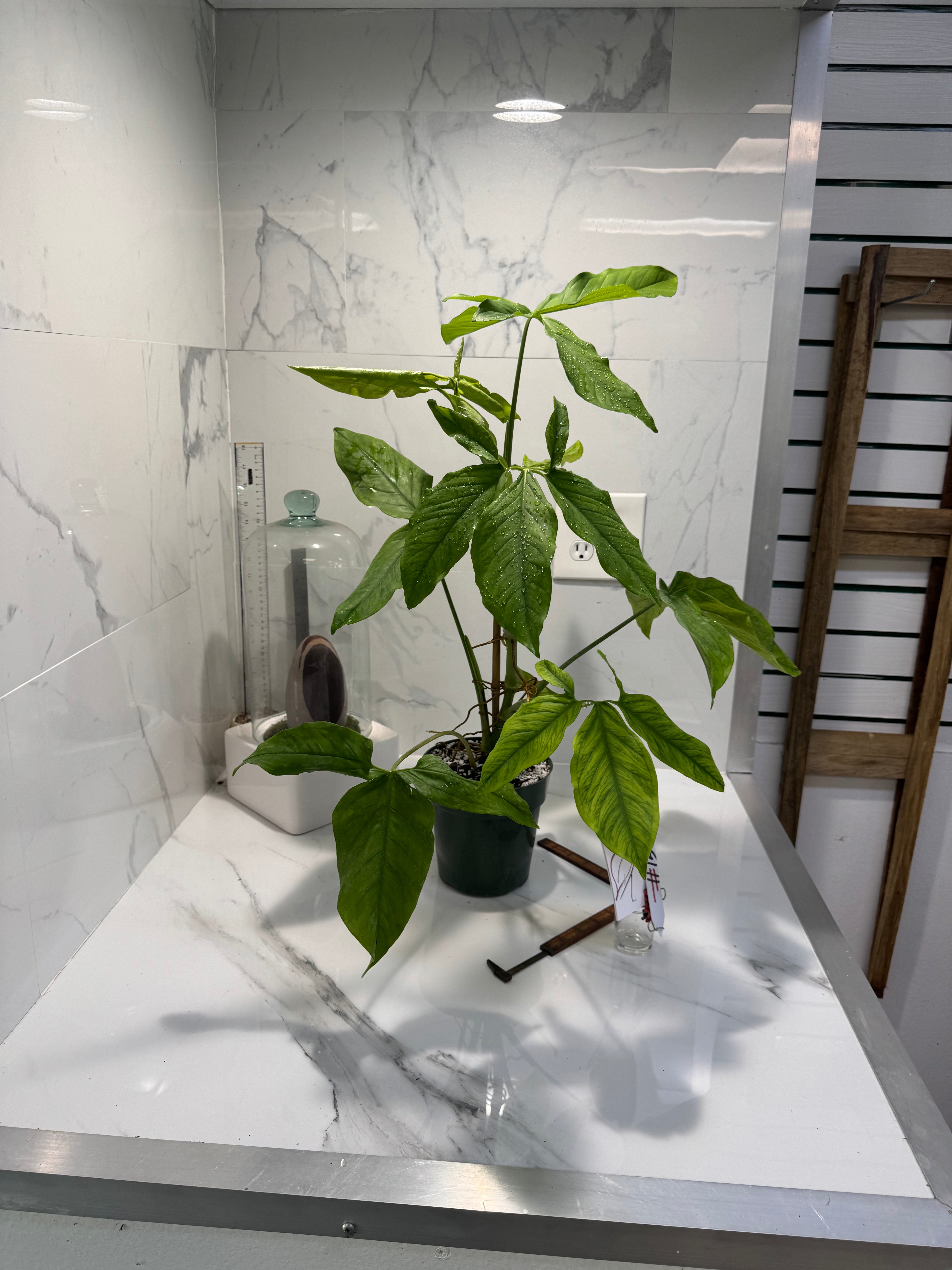 Syngonium Auritum #15