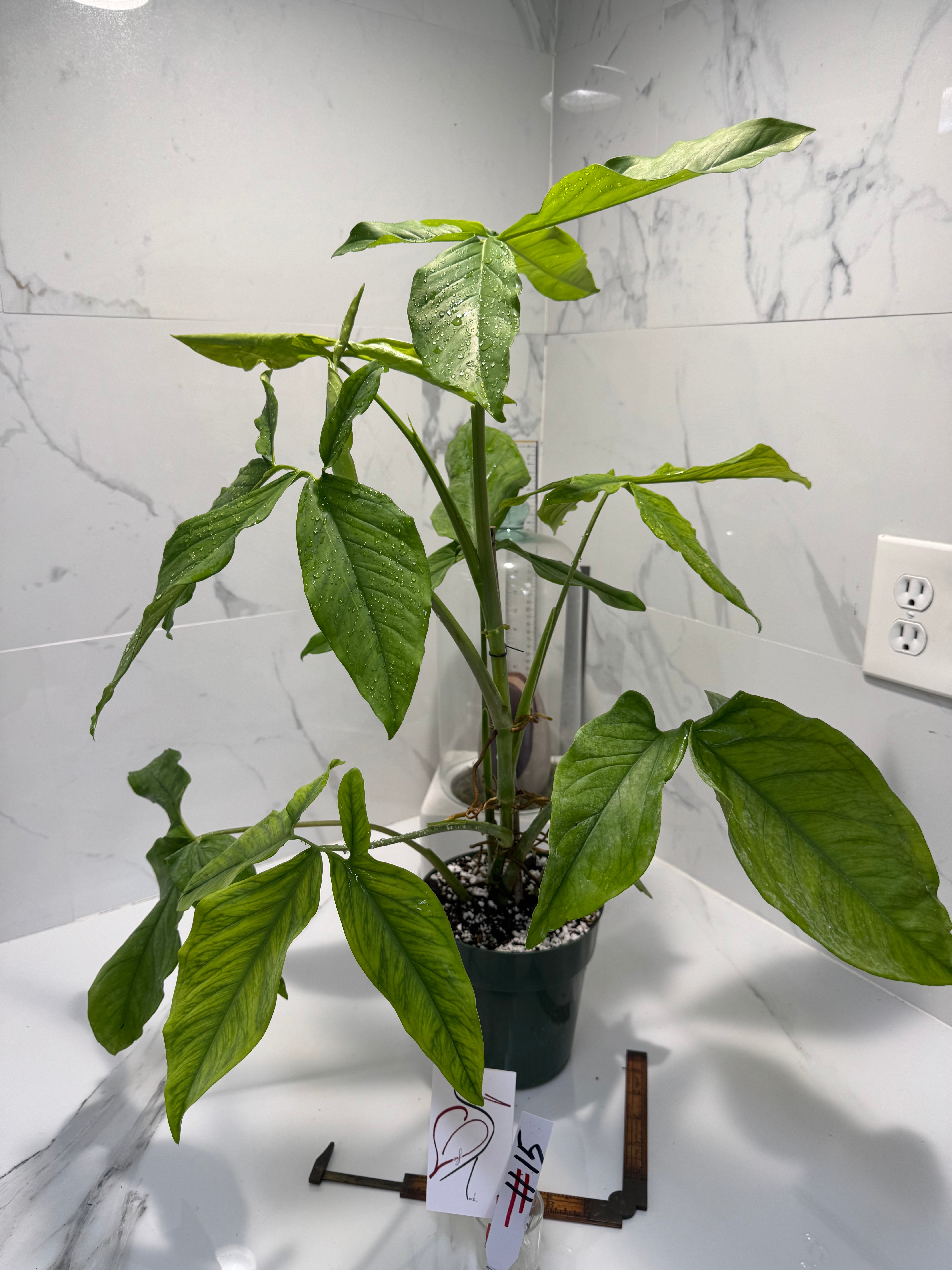 Syngonium Auritum #15