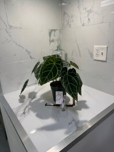 Anthurium Crystallinum #10