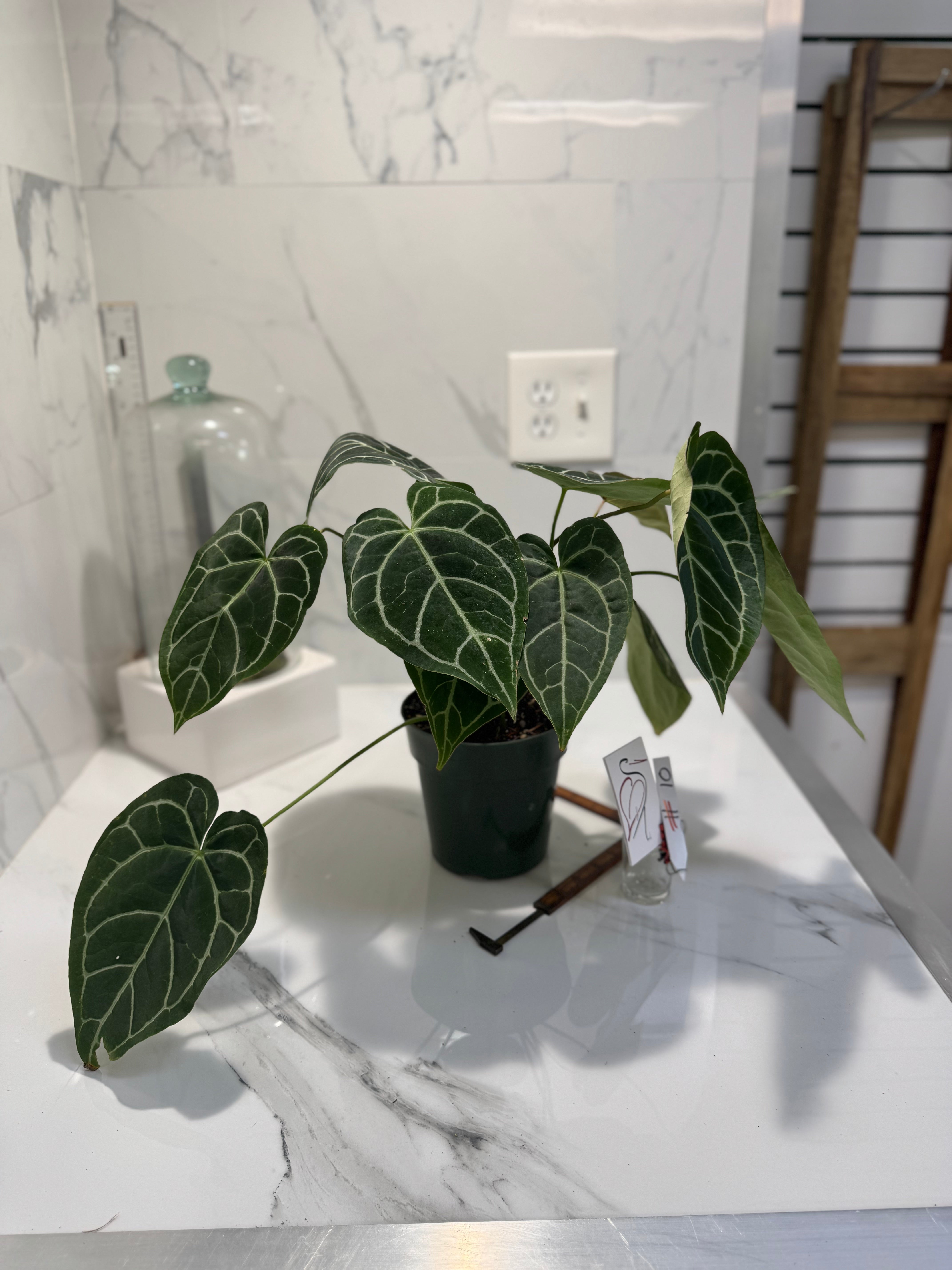 Anthurium Crystallinum #10