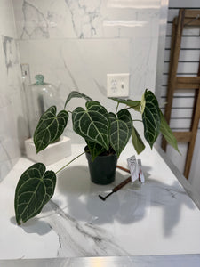 Anthurium Crystallinum #10