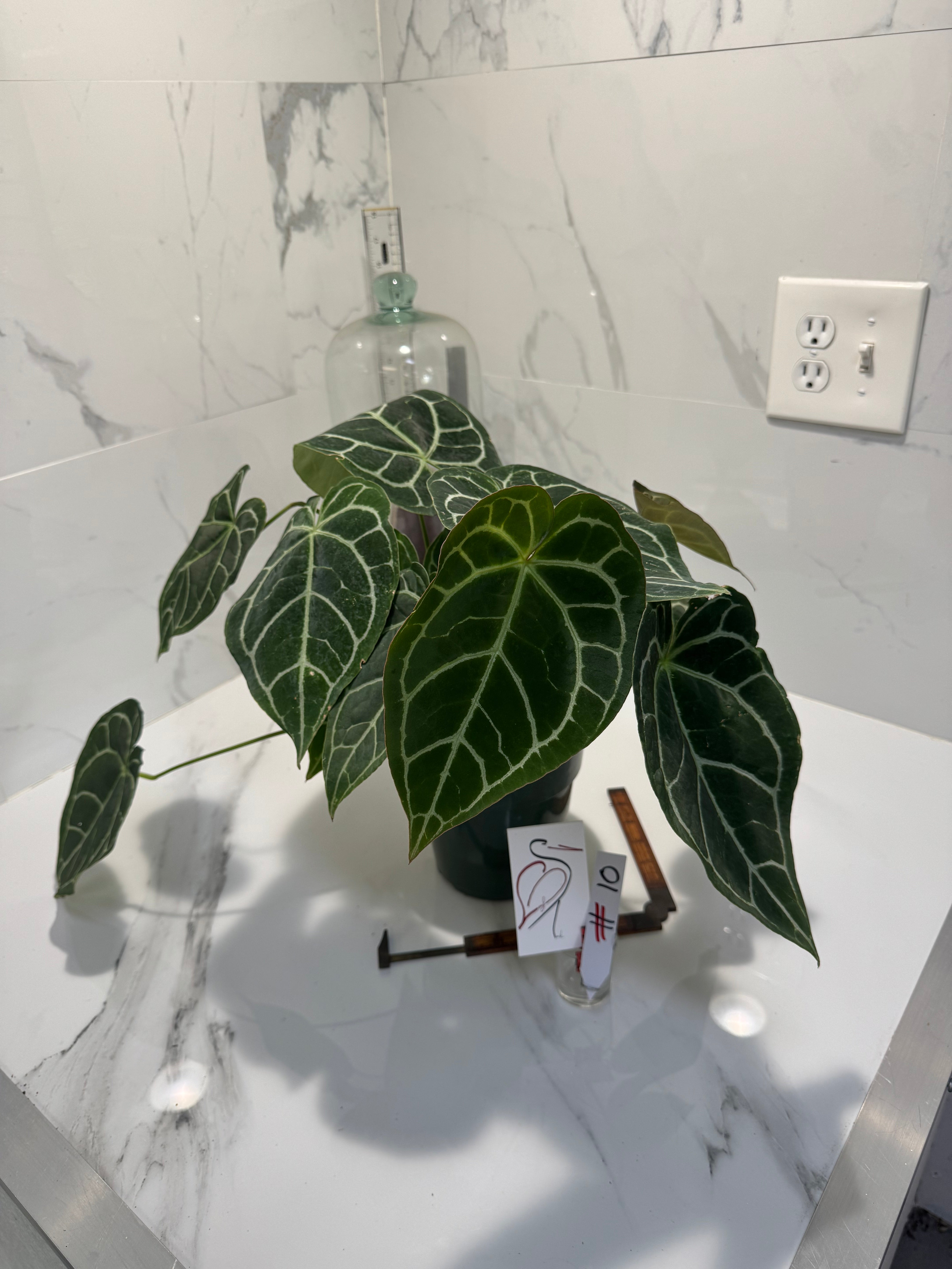 Anthurium Crystallinum #10