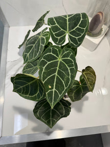 Anthurium Crystallinum #10