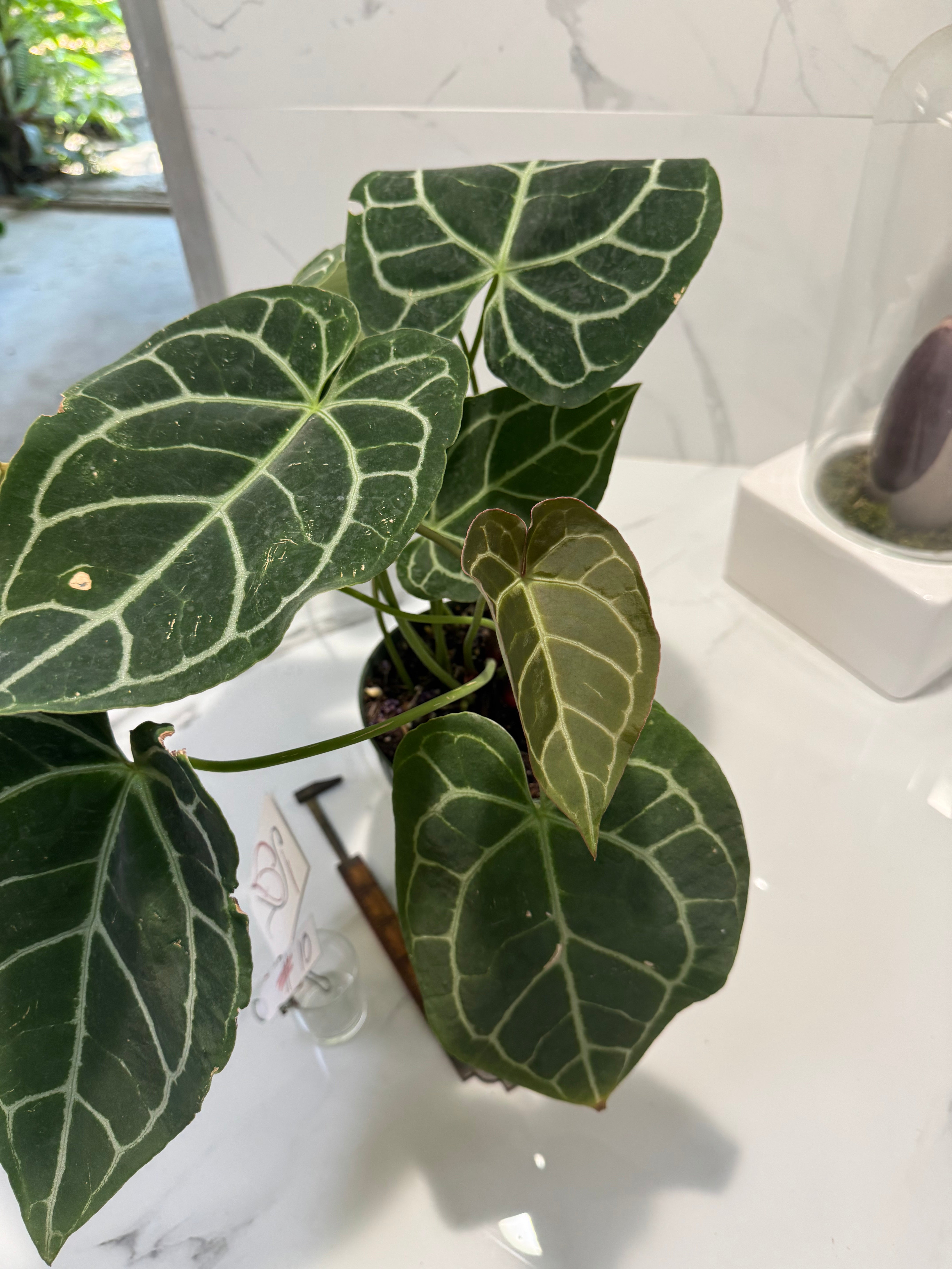 Anthurium Crystallinum #10