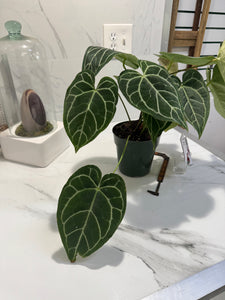 Anthurium Crystallinum #10