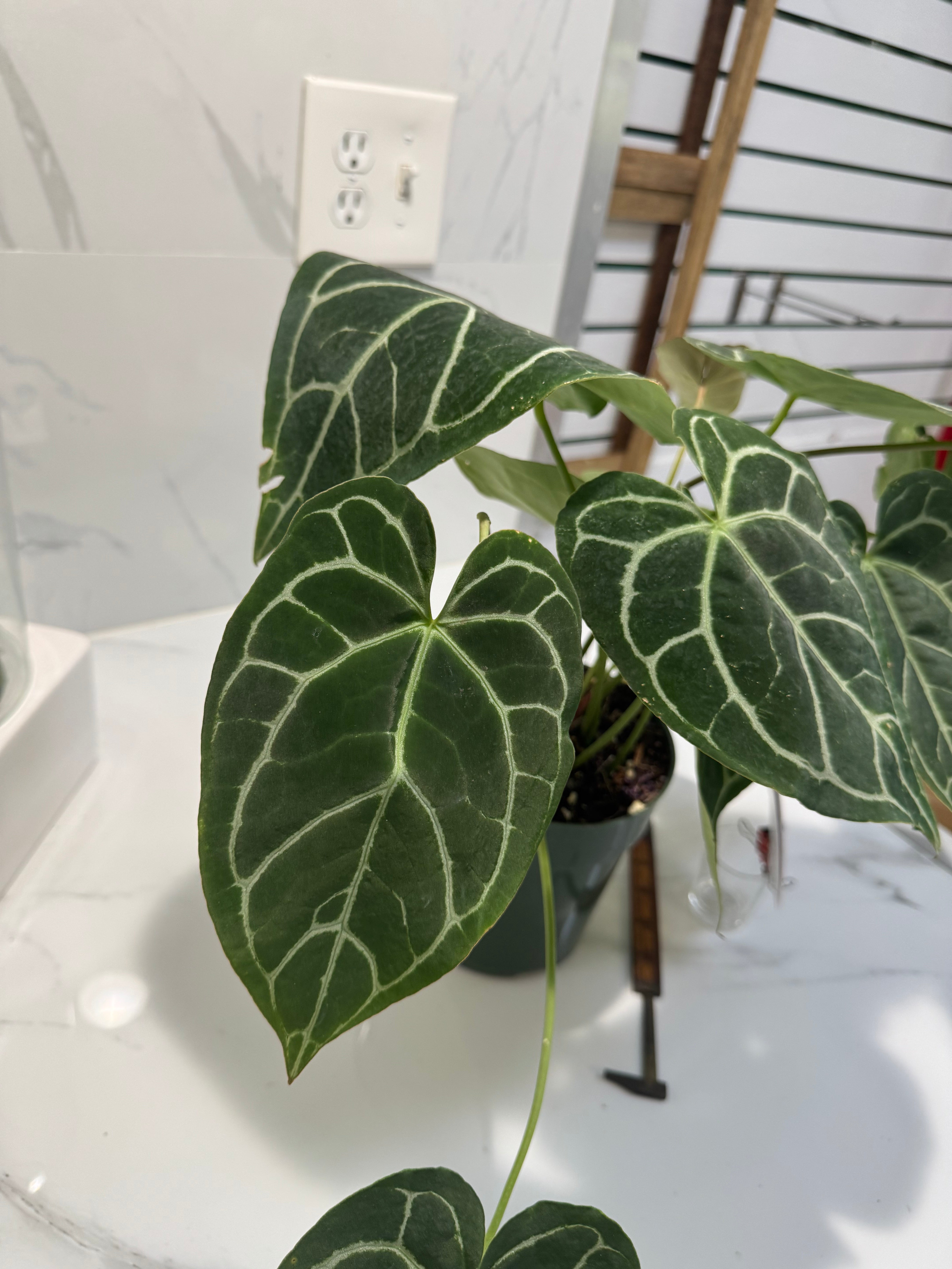 Anthurium Crystallinum #10