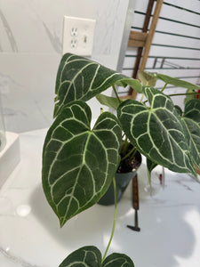Anthurium Crystallinum #10