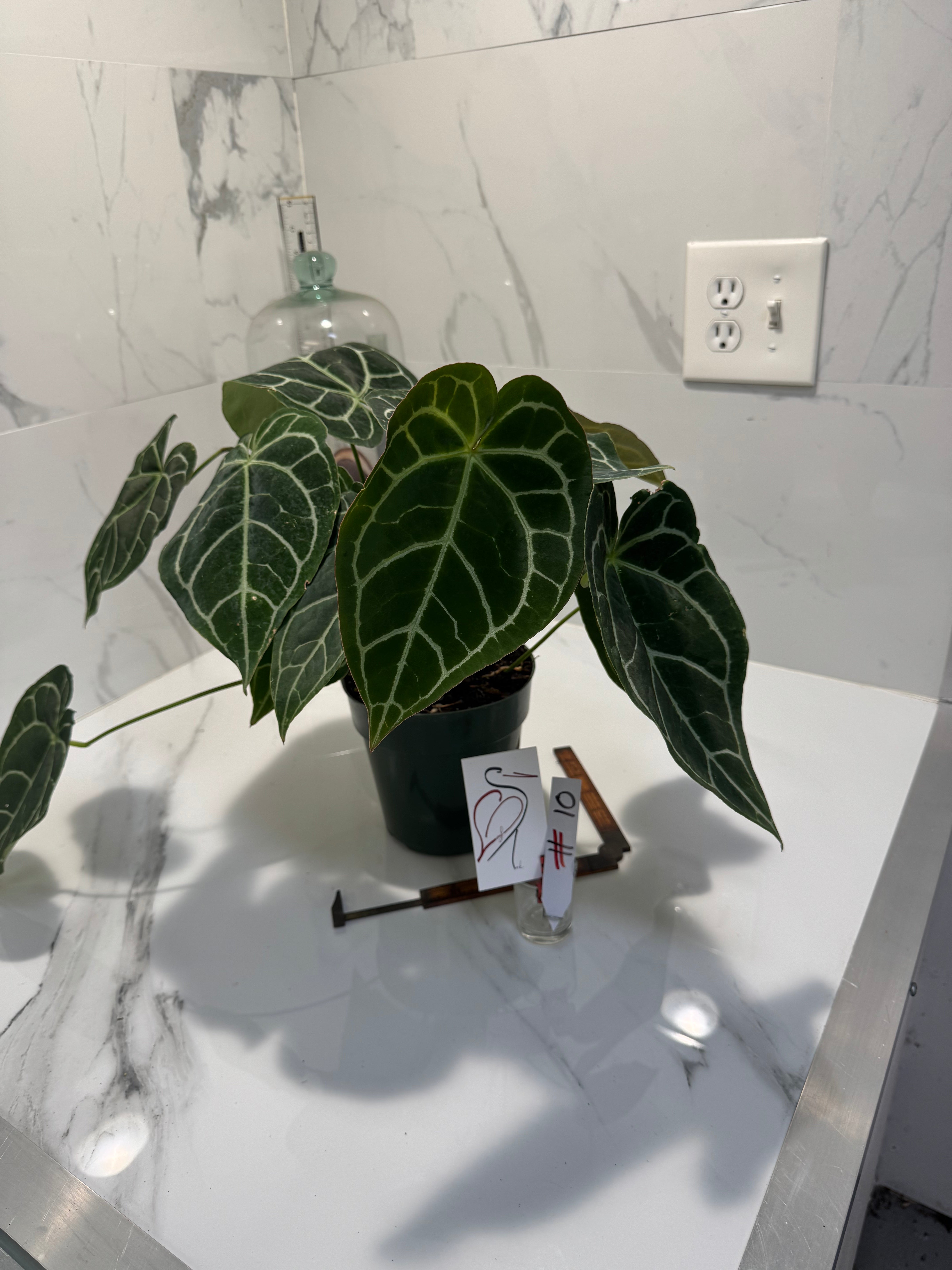 Anthurium Crystallinum #10