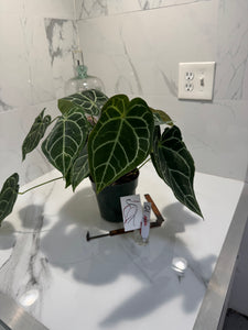 Anthurium Crystallinum #10