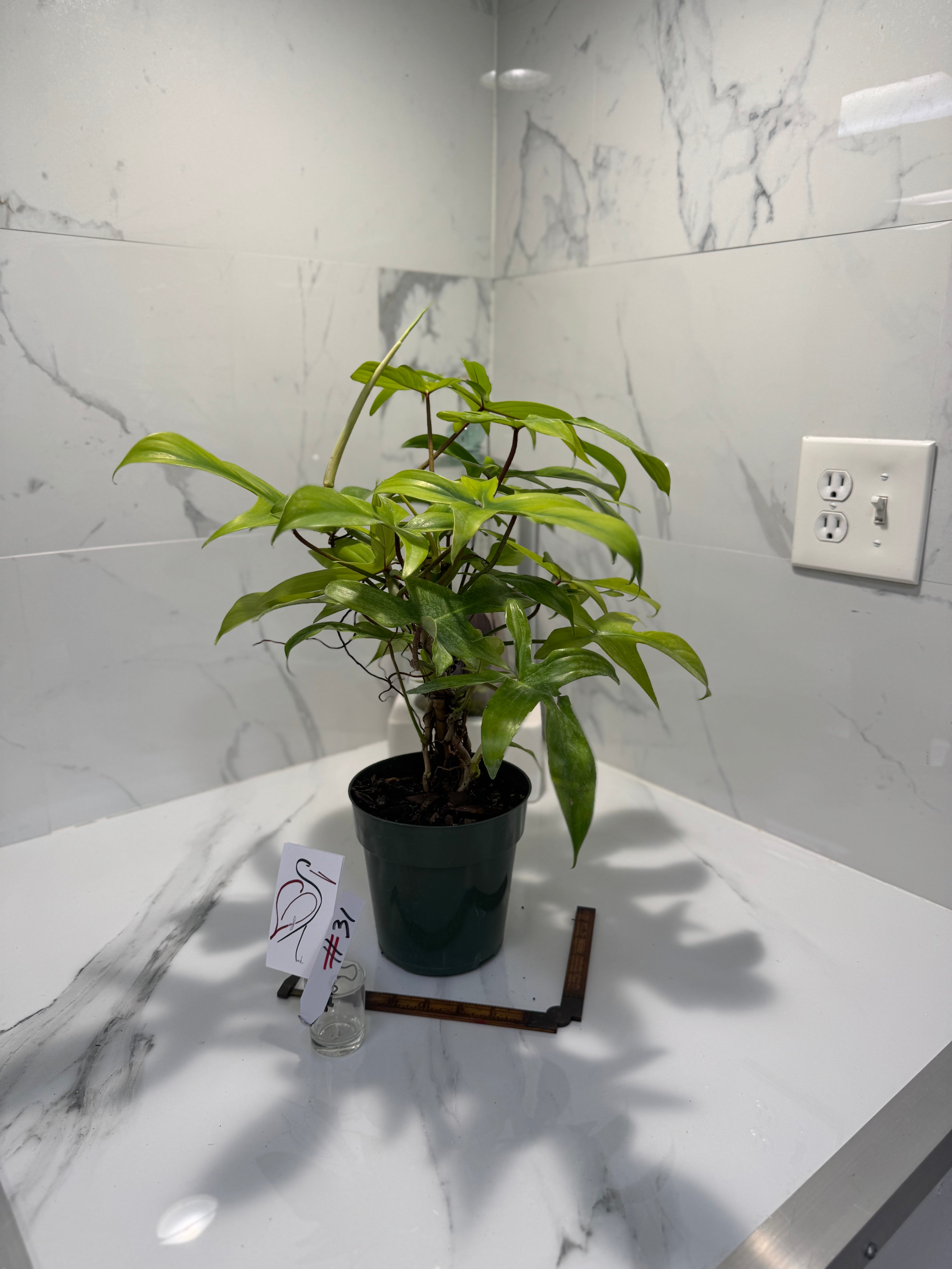 Philodendron "Florida Ghost" #31