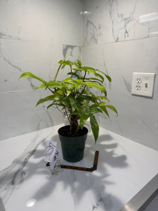 Philodendron "Florida Ghost" #31