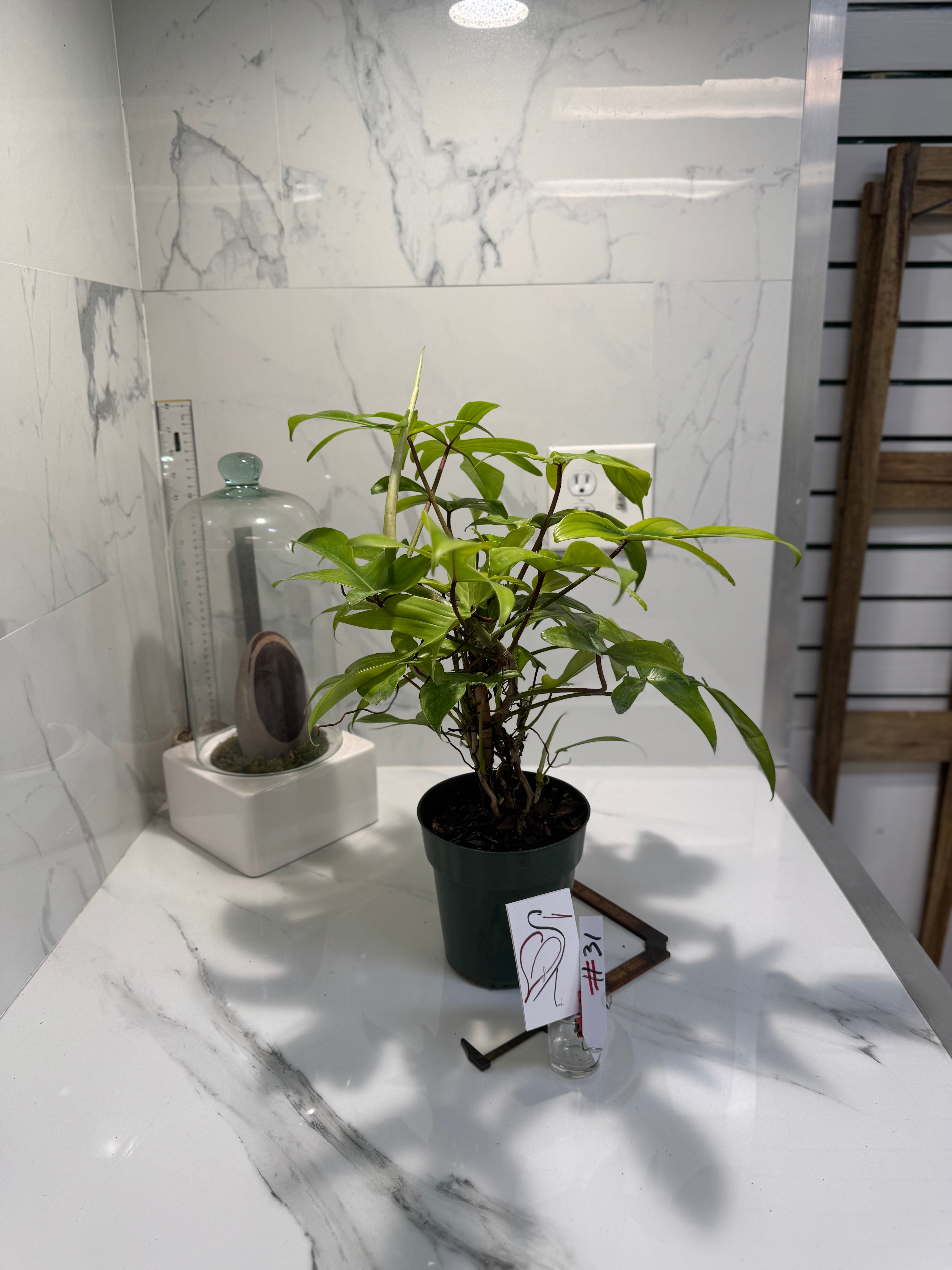 Philodendron "Florida Ghost" #31