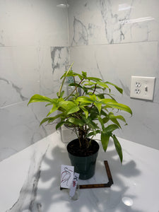 Philodendron "Florida Ghost" #31