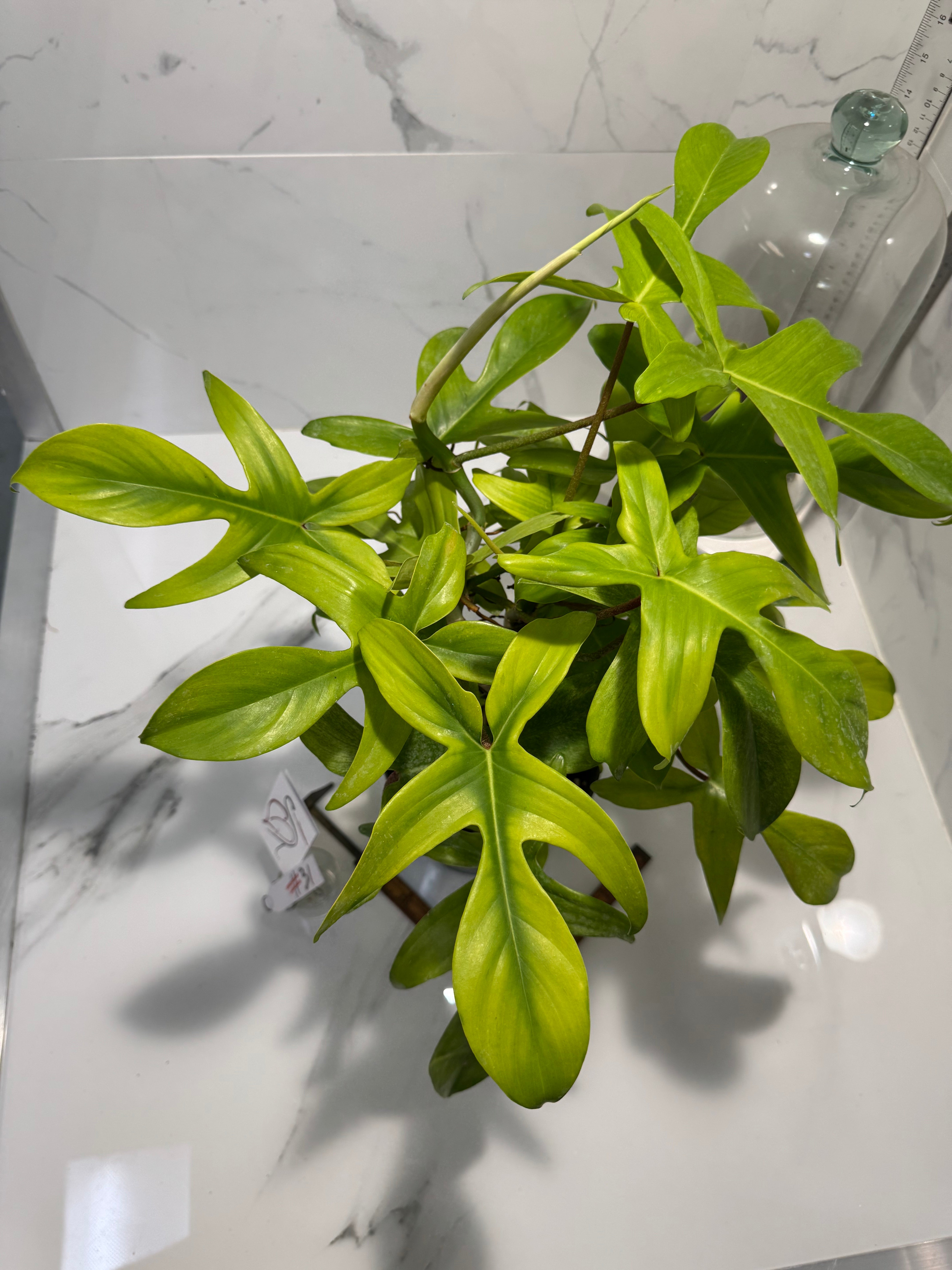 Philodendron "Florida Ghost" #31